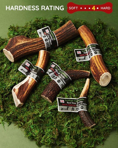Masticare cane cervo - ,